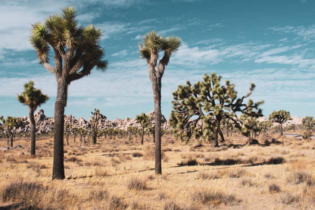 Najzanimljiviji rekordi u prirodi