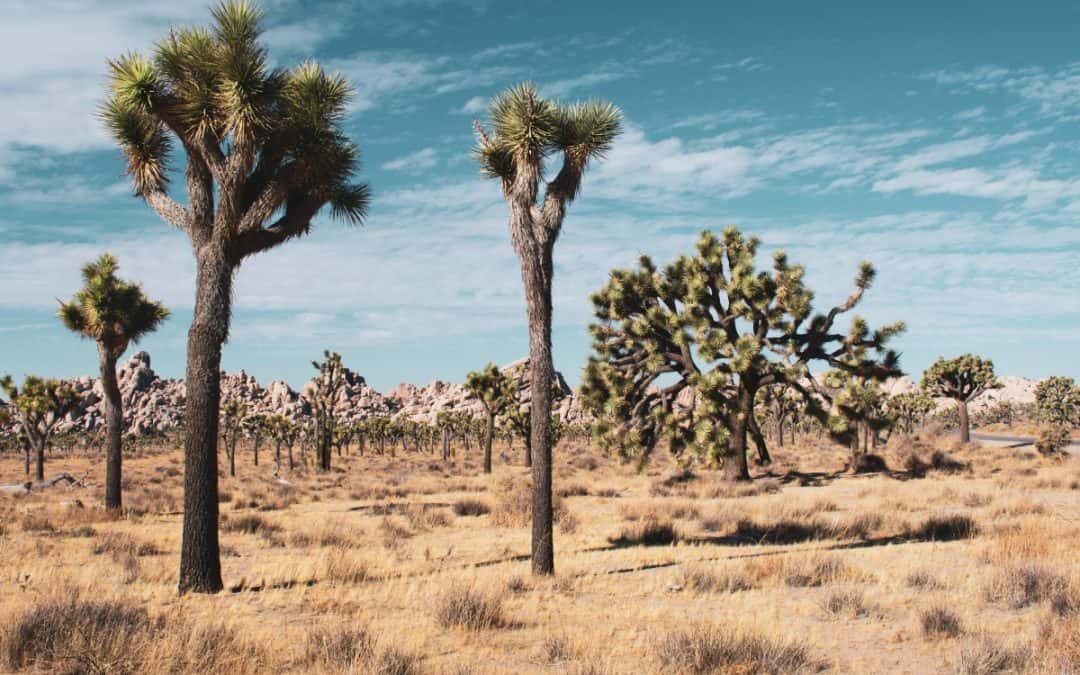 Najzanimljiviji rekordi u prirodi