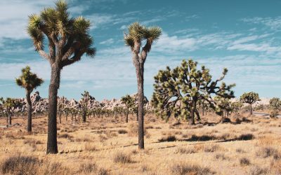 Najzanimljiviji rekordi u prirodi